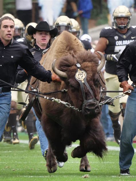 Why is cu mascot named ralphie